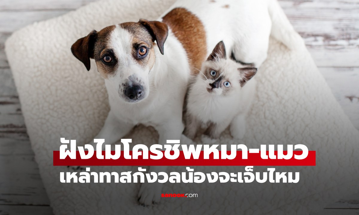 ฝังไมโครชิพหมา-แมว เหล่าทาสกังวลน้องจะเจ็บไหม เปิดขั้นตอนการทำแบบชัดๆ