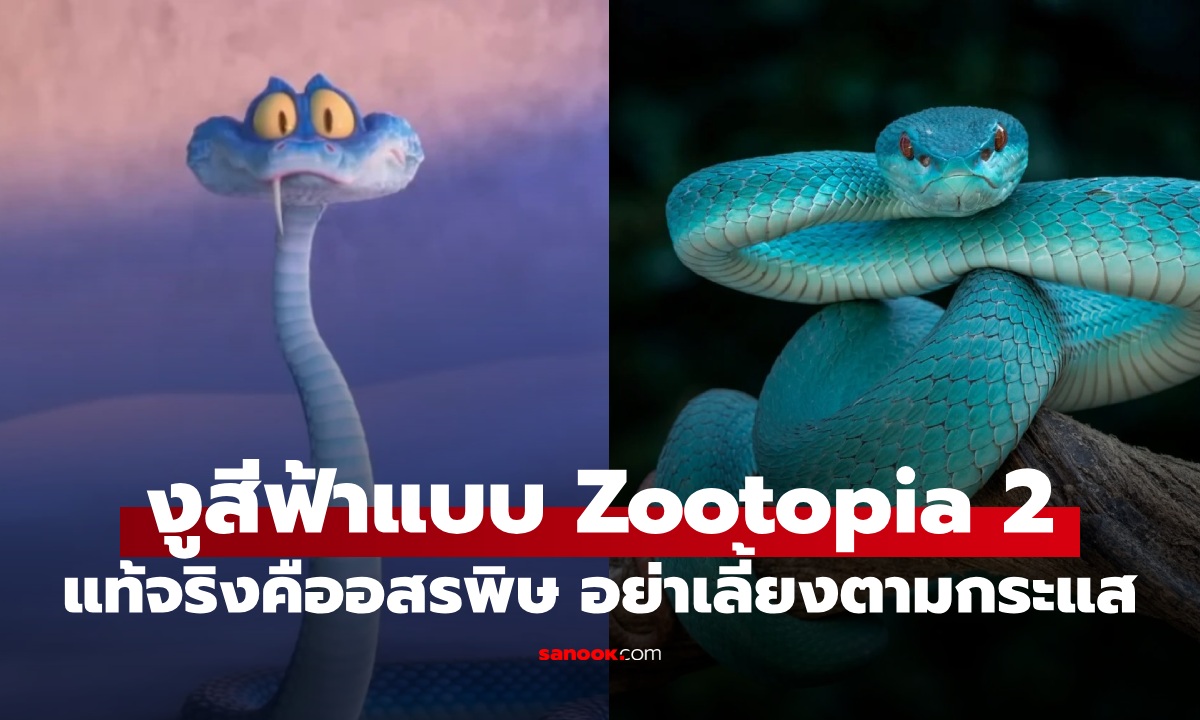 "งูสีฟ้า" คนแห่เลี้ยงตามกระแส Zootopia 2 แท้จริงคืออสรพิษอันตราย พิษร้ายแรง