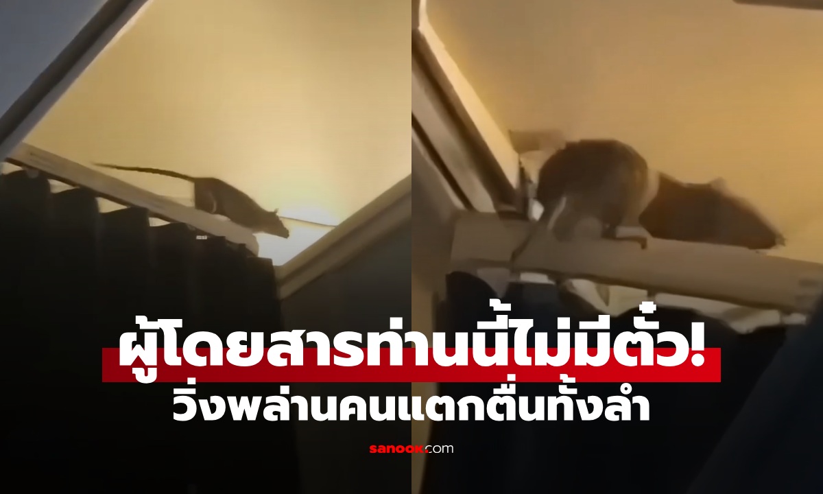 แตกตื่นทั้งลำ "ผู้โดยสารฟันแทะ" วิ่งพล่านบนเครื่องบิน ยกเลิกไฟล์ทเดือดร้อนกว่า 250 คน