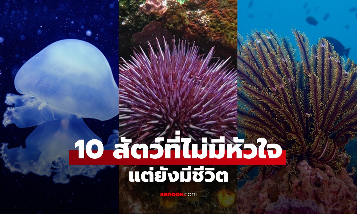 สัตว์ 10 ชนิดที่ไม่มีหัวใจ แต่ยังมีชีวิตอยู่ได้