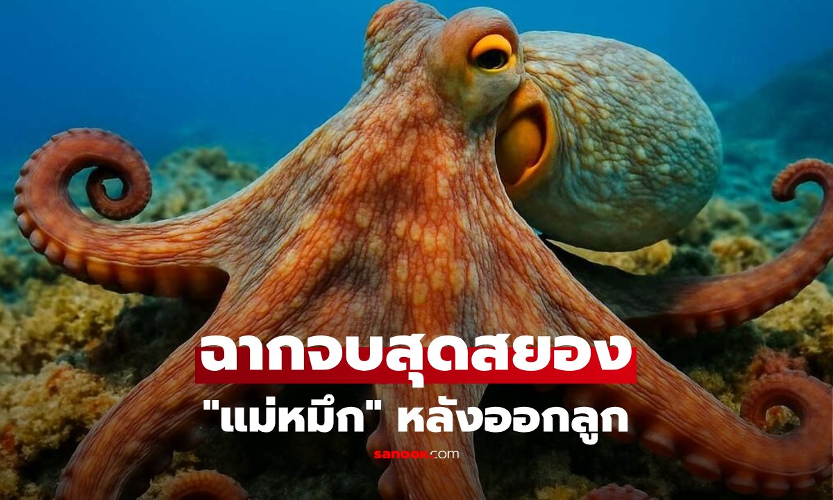 ไขพฤติกรรมสยอง "หมึกยักษ์" ทำร้าย-ลิ้มรสตัวเองจนตาย หลังออกลูก เพราะอะไร ?