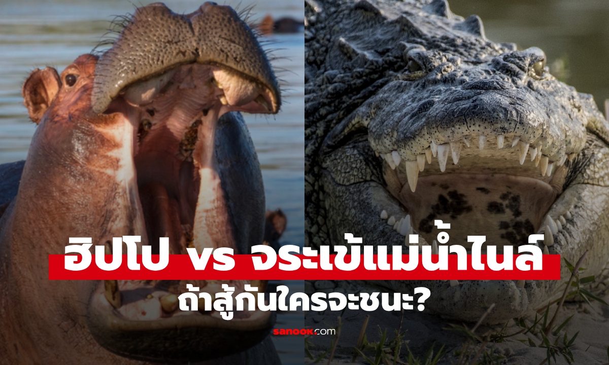 ฮิปโปโปเตมัส vs จระเข้แม่น้ำไนล์ ถ้าต่อสู้กัน ใครจะเป็นฝ่ายชนะ?