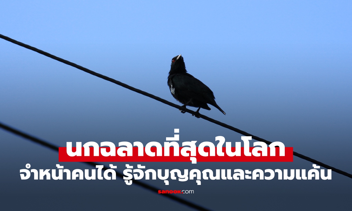 นกฉลาดที่สุดในโลก อันดับ 1 จำหน้าคนได้ รู้จักบุญคุณและความแค้น ที่ไทยมีเพียบ