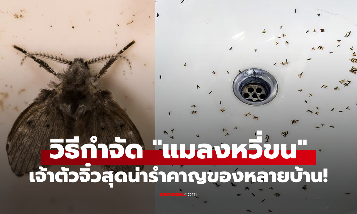 วิธีกำจัด "แมลงหวี่ขน" เจ้าตัวจิ๋วสุดน่ารำคาญของหลายบ้าน แก้ได้ตรงจุด ไม่กลับมากวนใจ