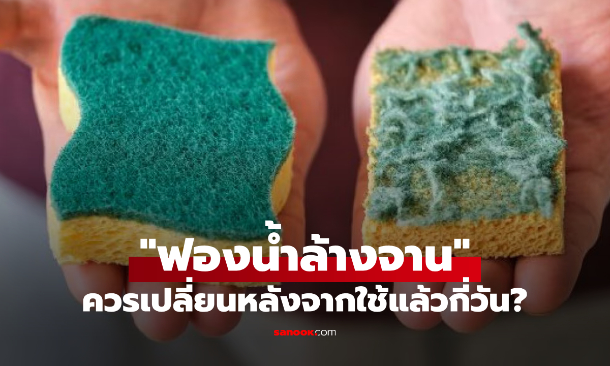 ควรเปลี่ยนเมื่อไรดี? "ฟองน้ำล้างจาน" อาจมีเชื้อโรคมากกว่า "ฝารองนั่งชักโครก" จริงเหรอ?
