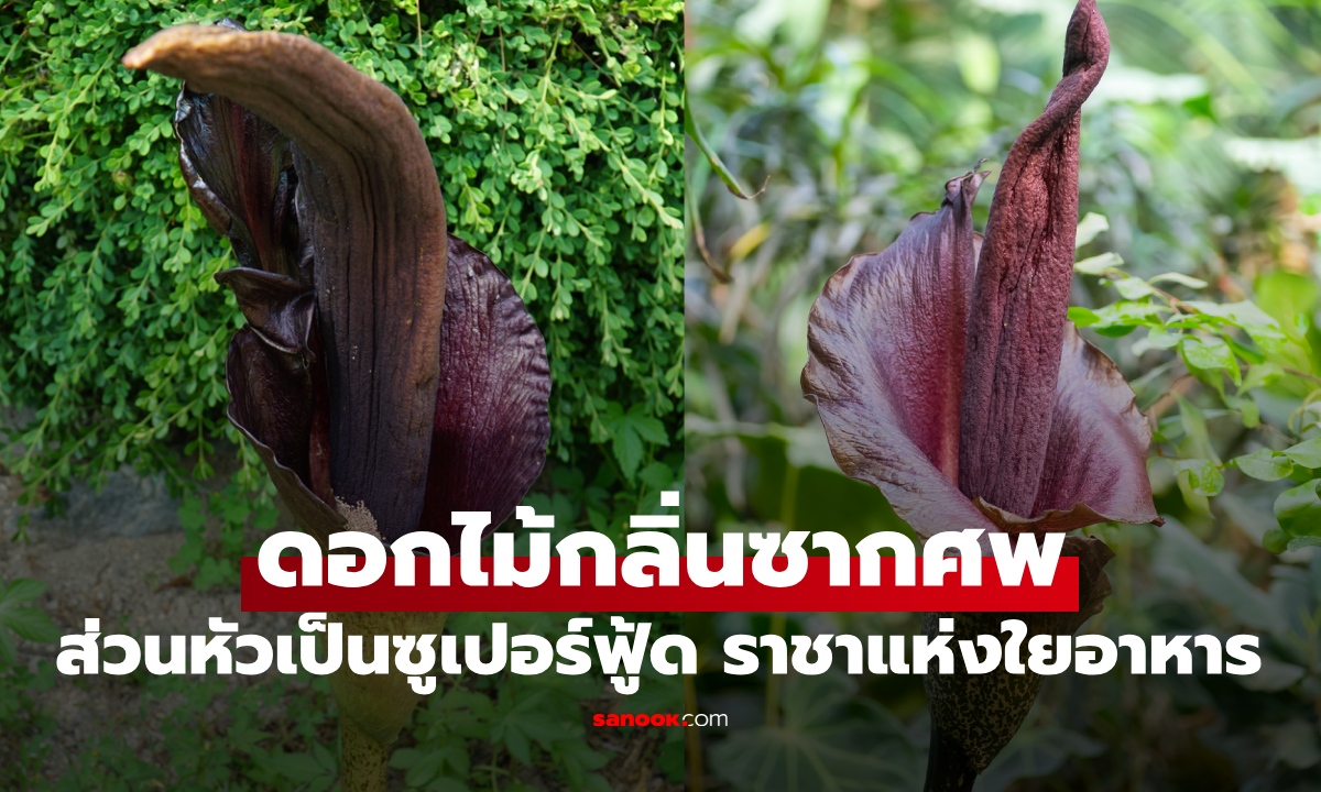 พืชฉายา "ราชาแห่งใยอาหาร" ซูเปอร์ฟู้ดคุมน้ำตาล ดักไขมัน แต่ดอกกลิ่นเหมือนซากศพ