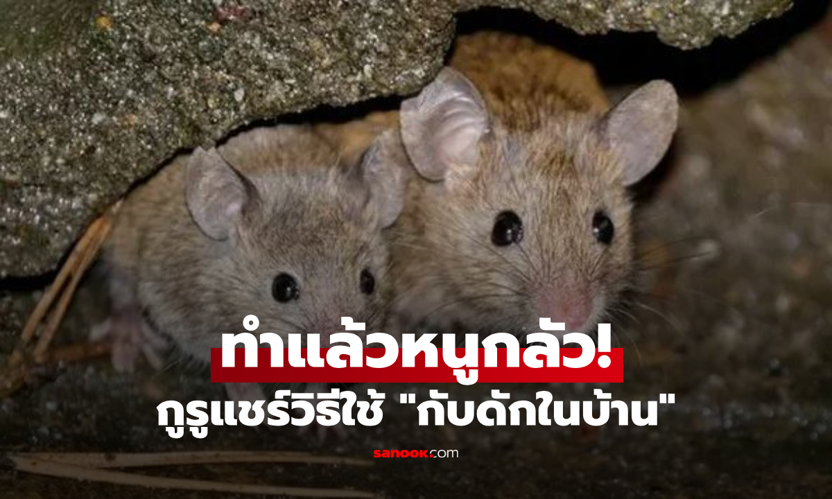 หนาวดึงดูดหนู!! กูรูแชร์วิธีใช้ “กับดักในบ้าน” ไล่ตัวก่อโรคกระเจิง ธรรมชาติล้วนๆ เมินสารเคมี
