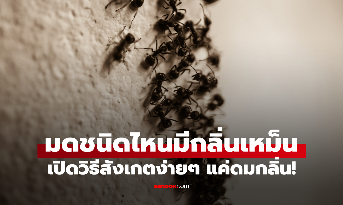 มดในบ้านเหม็นหรือเปล่า? สังเกตง่ายๆ แค่ดมกลิ่น (ถ้ากล้าพอ)