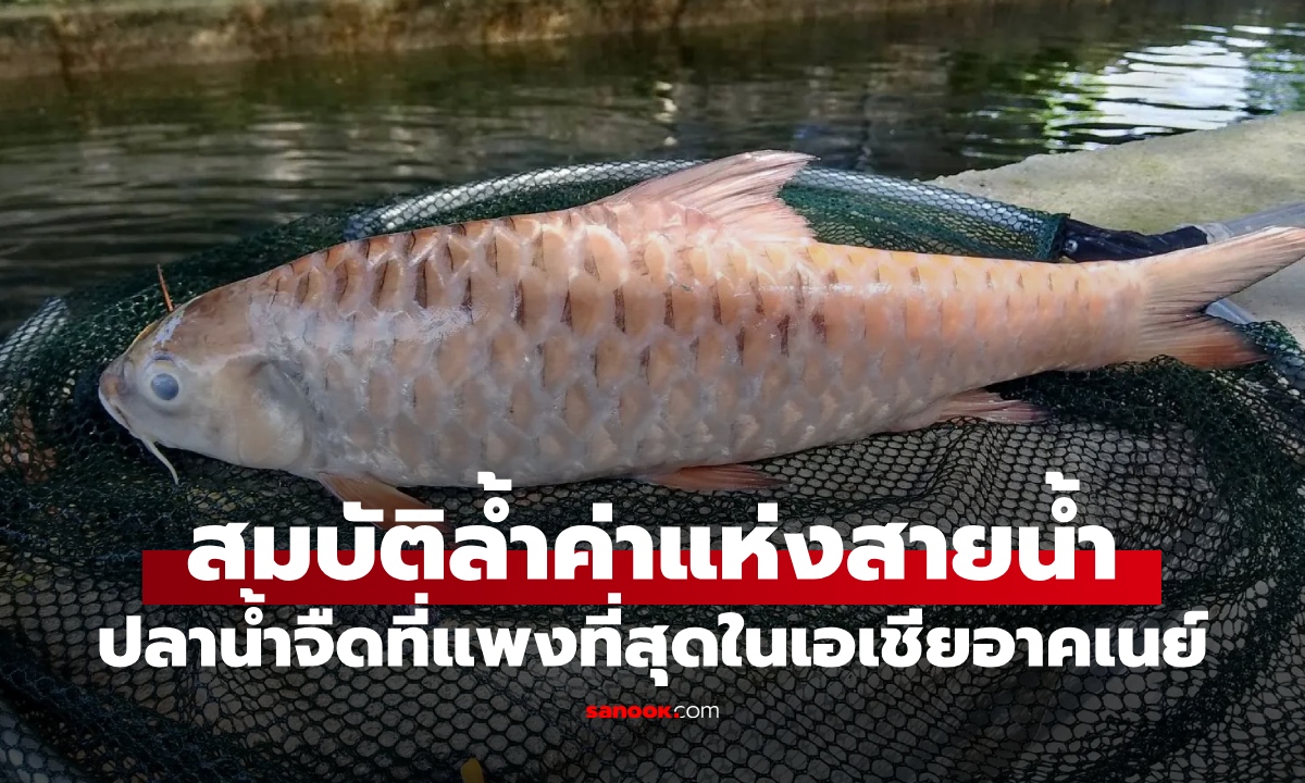 ปลาน้ำจืด "แพงที่สุด" ในเอเชียอาคเนย์ ราคาพุ่งกิโลละ 7 พัน แม้แต่เกล็ดยังอร่อย