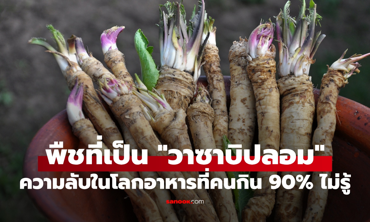 เผยความลับ "วาซาบิ" คนทั่วโลก 90% ไม่รู้กินของปลอม แท้จริงทำมาจากพืชชนิดนี้