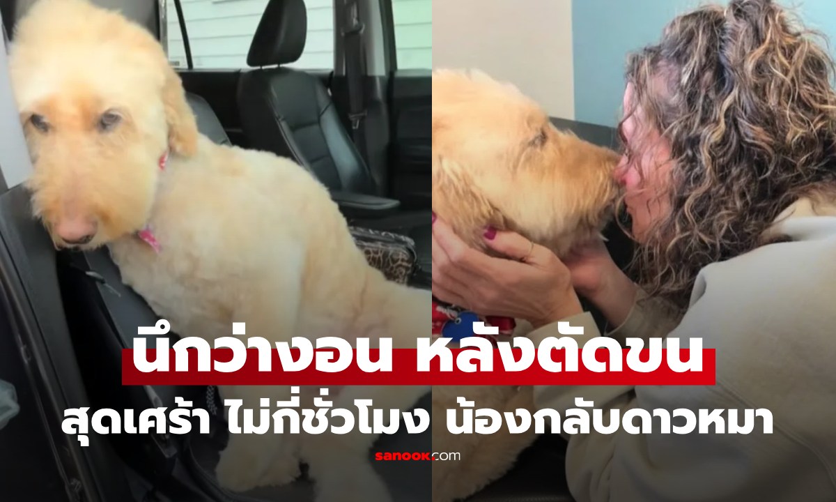 ใจสลาย เจ้าของพาสุนัขตัดขน กลับมาซึม นึกว่าแค่งอน ที่แท้สัญญาณสุดท้ายก่อนกลับดาว