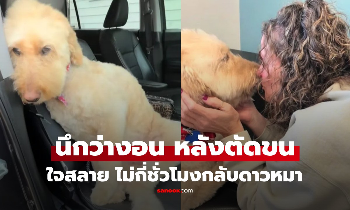 ใจสลาย เจ้าของพาสุนัขตัดขน กลับมาซึม นึกว่าแค่งอน ที่แท้สัญญาณสุดท้ายก่อนกลับดาว