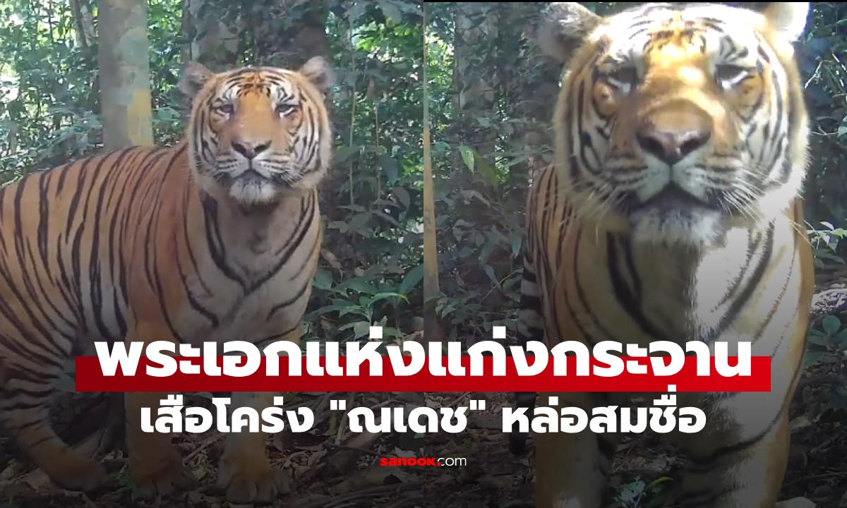 กล้องดักถ่ายจับภาพ "ณเดช" เสือโครงเจ้าถิ่นแก่งกระจาน หล่อเหลาสมชื่อพระเอก