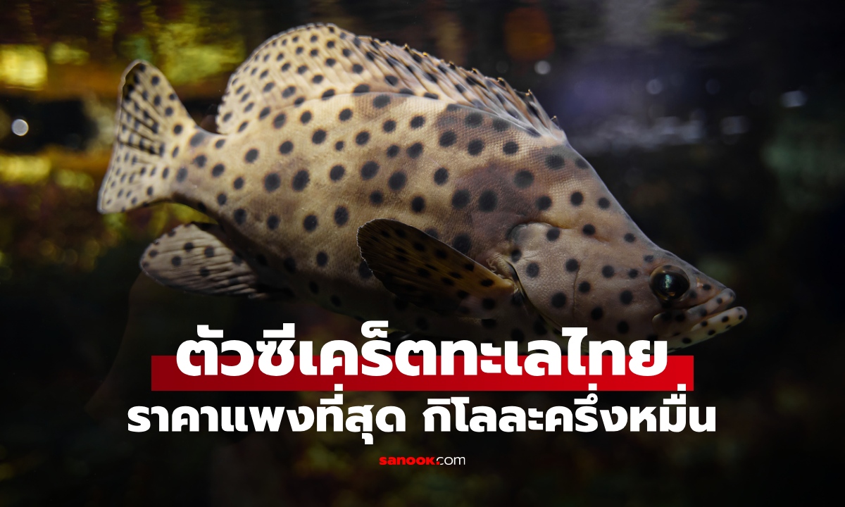 ปลาทะเล "ตัวซีเคร็ต" ราคาแพงสุดในไทย เนื้อนุ่มหวานอร่อย กิโลละครึ่งหมื่น!