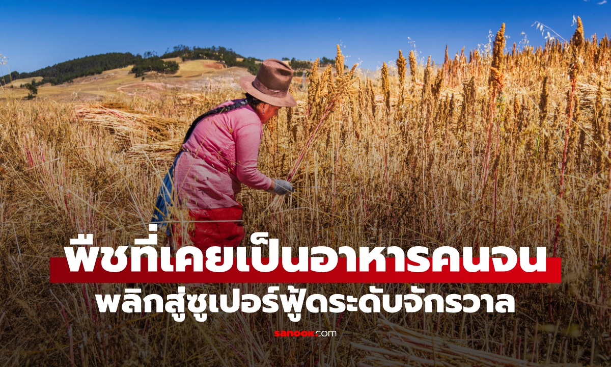 พืช 1 ชนิด ประทังชีวิตคนจน สู่ซูเปอร์ฟู้ดระดับจักรวาล ถูกส่งไปเป็นอาหารนอกโลก!