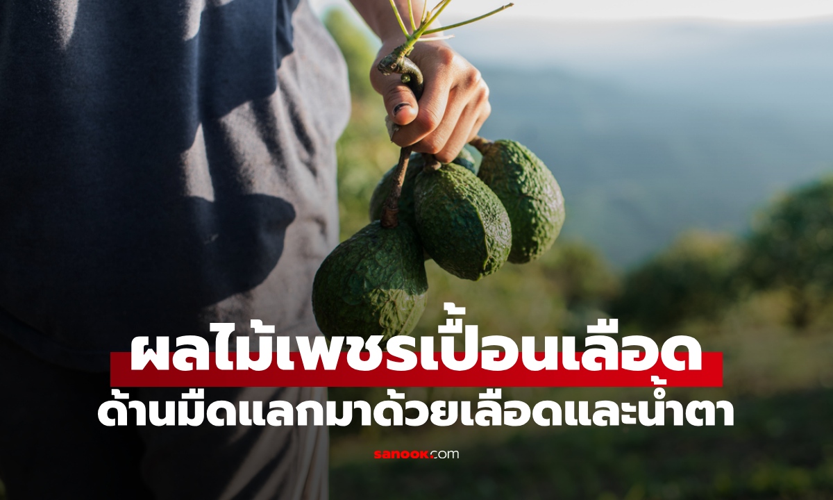ด้านมืดของอะโวคาโด ฉายา "เพชรเปื้อนเลือด" ผลไม้ยอดนิยมที่แลกมาด้วยเลือดและน้ำตา
