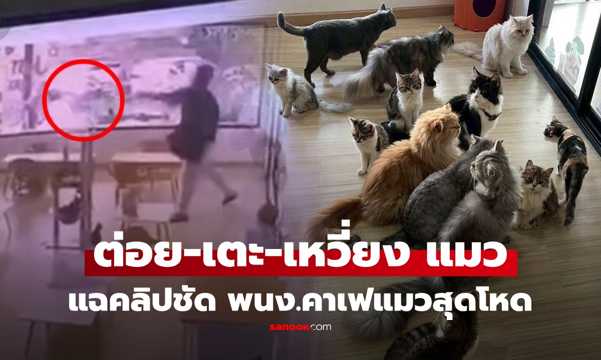คลิปชัด! แฉคาเฟ่แมวบางเขน พนง.โหดทารุณสัตว์ ต่อย-เตะ จับแมวฟาดกำแพง