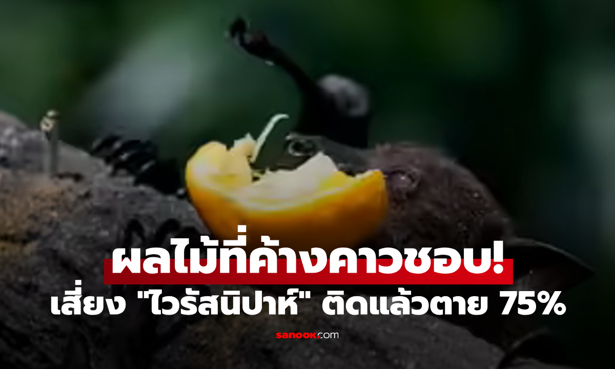 ผวา "ไวรัสนิปาห์" แพทย์อินเดียเตือน "ผลไม้" ที่ค้างคาวชอบเจาะ กินเข้าไปเสี่ยงรับเชื้อ