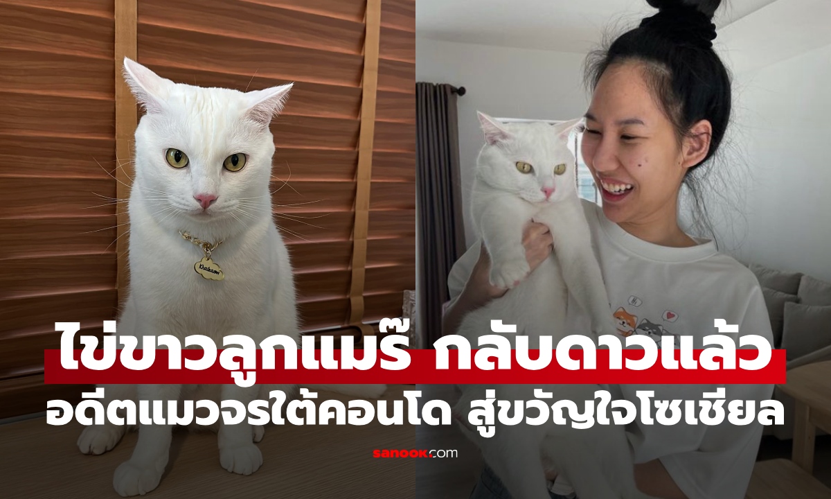 ใจหาย "ไข่ขาวลูกแมร๊" กลับดาวแมวแล้ว อดีตแมวจรใต้คอนโด สู่ขวัญใจโซเชียล