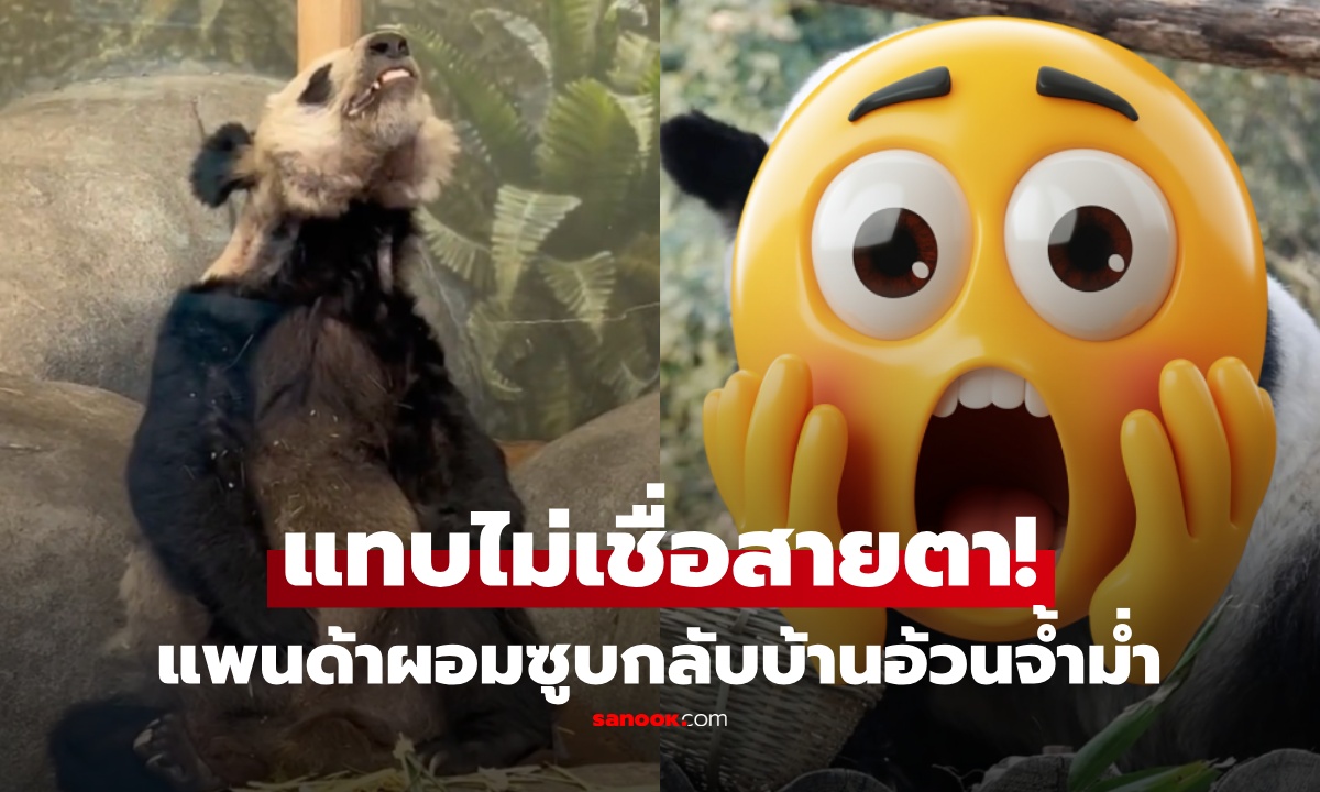 โซเชียลฮือฮา! เปิดภาพ “หยา หยา” แพนด้ายักษ์ผอมซูบ หลังกลับจีน เปลี่ยนไปอย่างกับไม่ใช่ตัวเดียวกัน