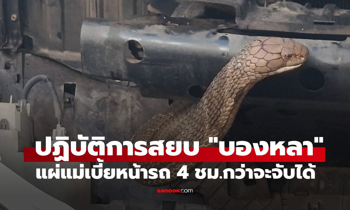 ขนลุกซู่! "จงอางยักษ์" แผ่แม่เบี้ยหราหน้ารถ 4 ชม. กว่าจะจับได้ เปิดเลขทะเบียนรถ (มีคลิป)