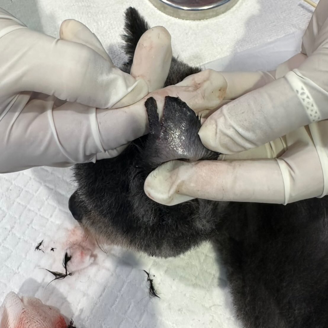 แผลของน้องหมา