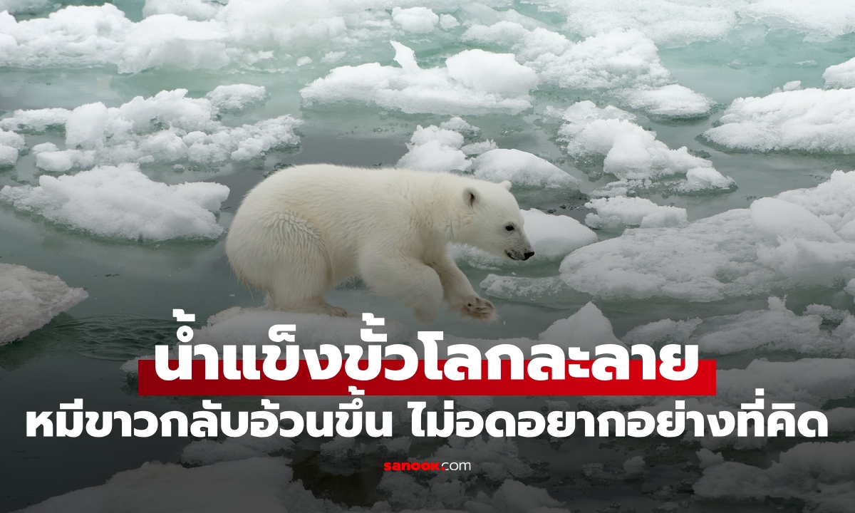 นักวิจัยเซอร์ไพรส์ น้ำแข็งขั้วโลกละลาย "หมีขาว" กลับอ้วนขึ้น ไม่ได้อดอยากอย่างที่คิด