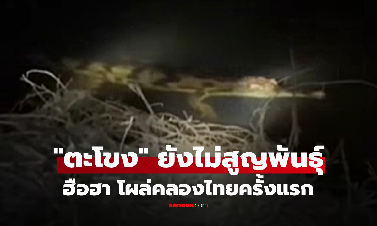คิดว่าสูญพันธุ์ไปแล้ว! พบ "ตะโขง" ธรรมชาติ โผล่อวดโฉมครั้งแรกในไทย ตัวอย่างเบิ้ม คาดยังมีอีก
