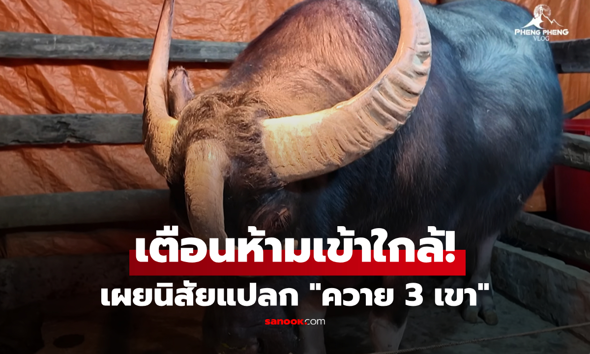 ฮือฮา! "พญาควาย 3 เขา" มีขวัญขนหายาก คนขอซื้อ 1.3 พันล้าน (ดอง) แต่เจ้าของไม่ขาย