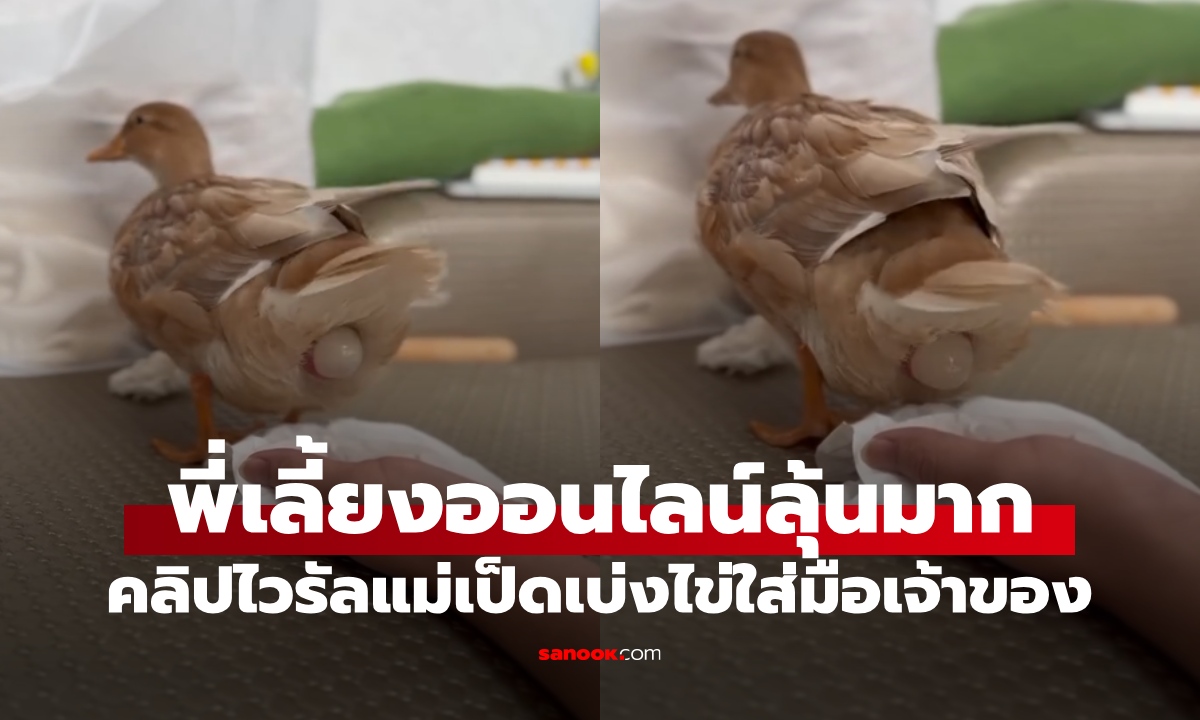 นาทีหาดูยาก "แม่เป็ด" ออกไข่คามือเจ้าของ พี่เลี้ยงออนไลน์ลุ้นเบ่งตามทั้งโซเชียล