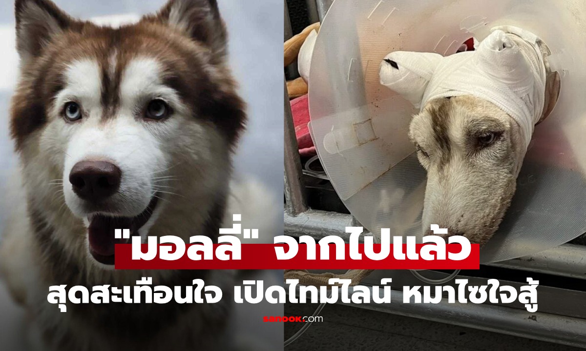 สุดยื้อ "มอลลี่" กลับดาวหมาแล้ว หลังถูกเผาทั้งเป็น ย้อนไทม์ไลน์ สะเทือนใจ ต่อสู้มาตลอด