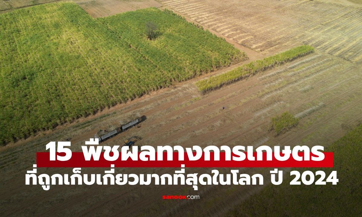 อันดับ 1 ไม่ใช่ข้าว! 15 พืชผลทางการเกษตร ที่ถูกเก็บเกี่ยวมากที่สุดในโลก ปี 2024