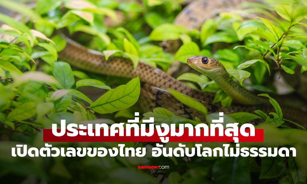 ประเทศที่มี "งู" มากที่สุดในโลกปี 2026 สะท้อนระบบนิเวศ เปิดตัวเลขของไทยไม่ธรรมดา!