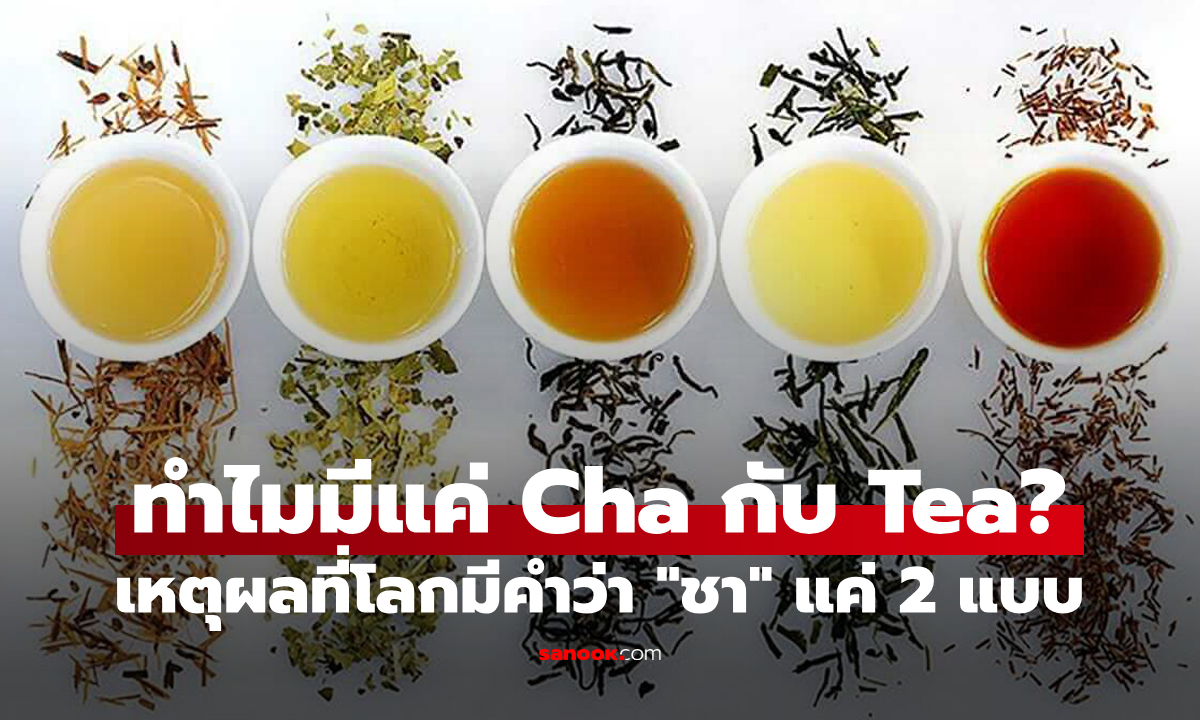 ทำไมคำว่า “ชา” บนโลกนี้ถึงมีรากคำแค่ 2 แบบ คือ Cha กับ Tea?