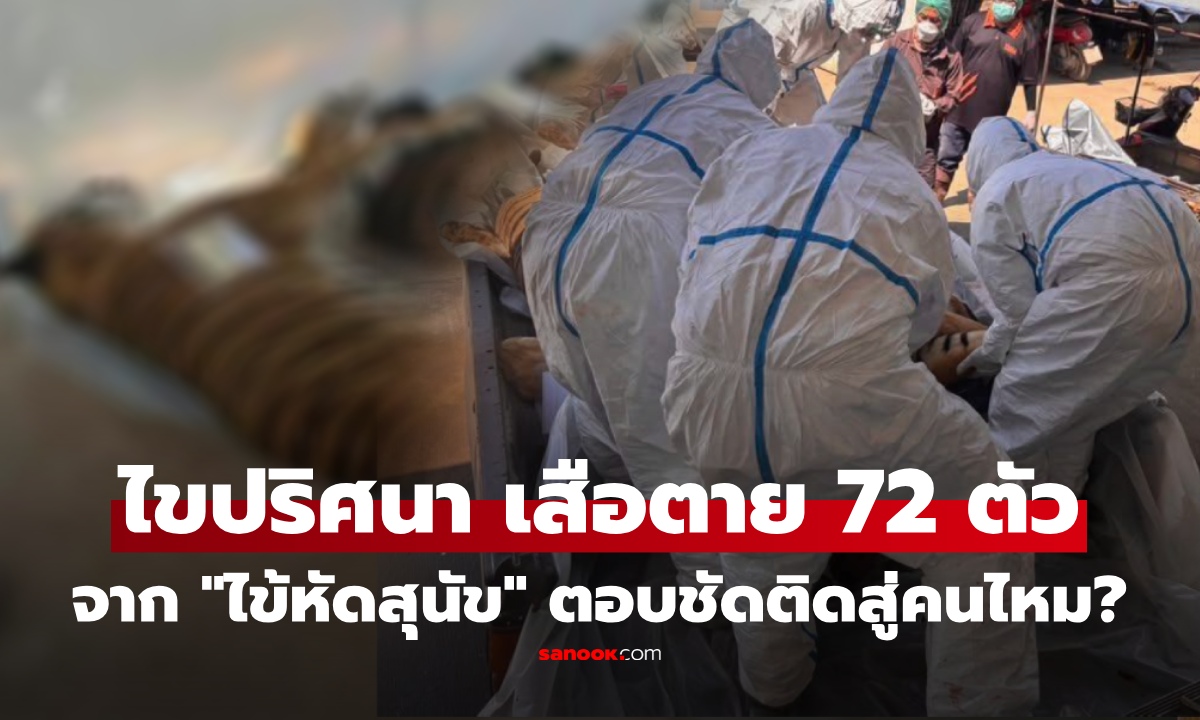 ผลตรวจชี้ชัด เสือเชียงใหม่ตายหมู่ 72 ตัว จาก "ไข้หัดสุนัข" แจงติดจากไหน แล้วติดสู่คนได้ไหม?