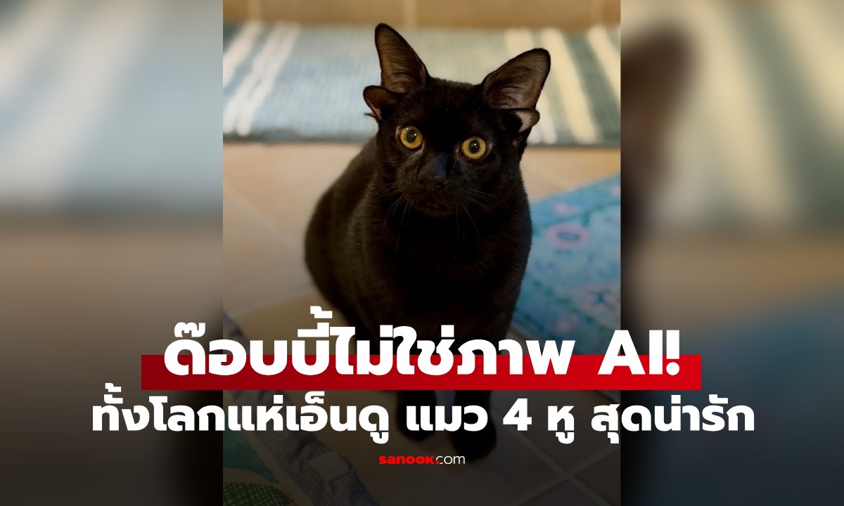 แห่เอ็นดู "ด๊อบบี้" แมว 4 หู สุดน่ารัก ดาวรุ่งดวงใหม่ ขวัญใจคนบนโลกโซเชียล