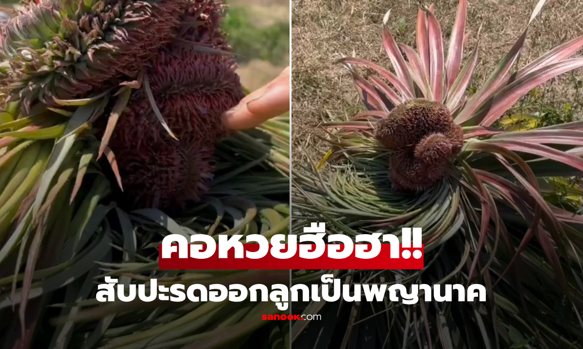 ฮือฮา!! สับปะรดออกลูกเป็นพญานาค เสี่ยเห็นปุ๊บเตรียมสร้างศาล ลุ้นโชคใหญ่งวด 1 มี.ค.นี้