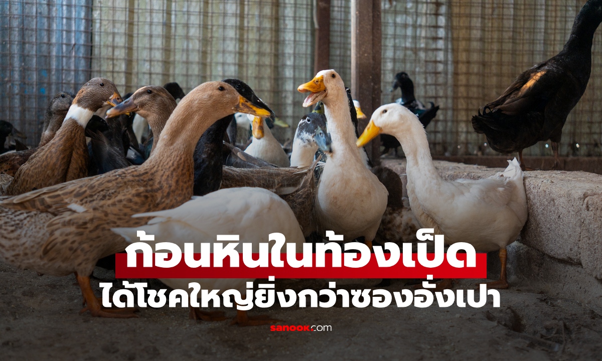 เชือดเป็ดฉลองตรุษจีนเจอ "ก้อนหิน" เอะใจลองเผาไฟ ได้โชคใหญ่ยิ่งกว่าซองอั่งเปา