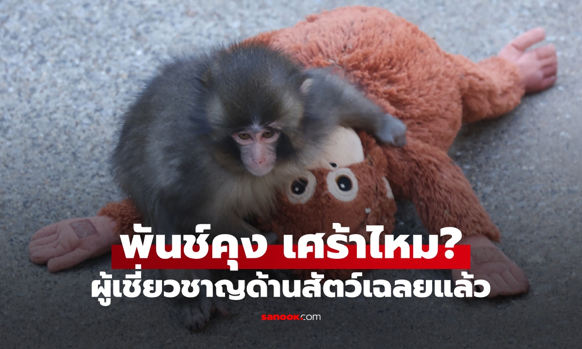 ผู้เชี่ยวชาญเฉลยแล้ว "พันช์คุง" ลิงน้อยถูกแม่ทิ้ง มีความรู้สึก "เศร้า" เหมือนมนุษย์ไหม?