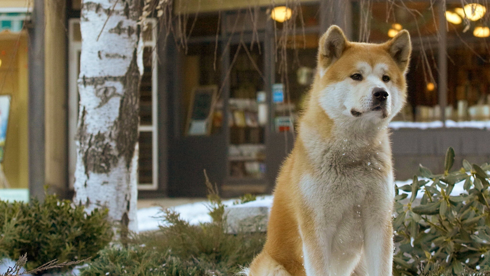 Hachi: A Dog's Tale 