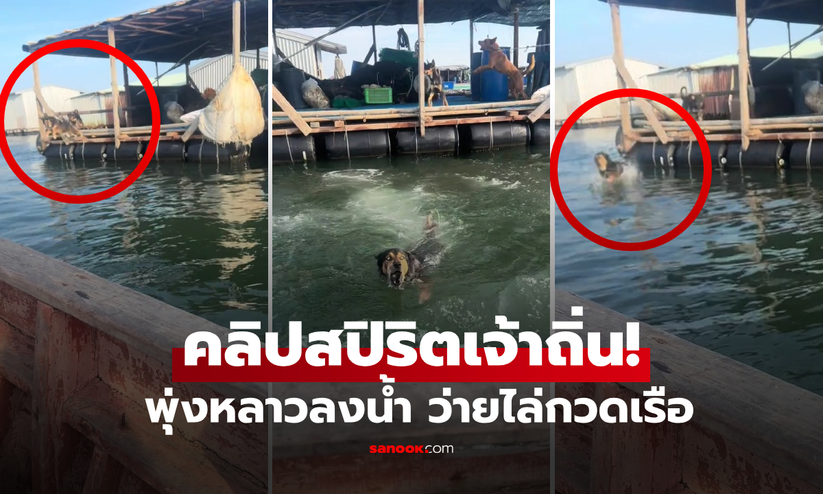 (คลิป) ไม่มีถนนให้กวดรถ... หมาจึงสลัดบท "นักวิ่ง" มาสวมวิญญาณ "นักว่าย" อึ้งกันทั้งบาง!!