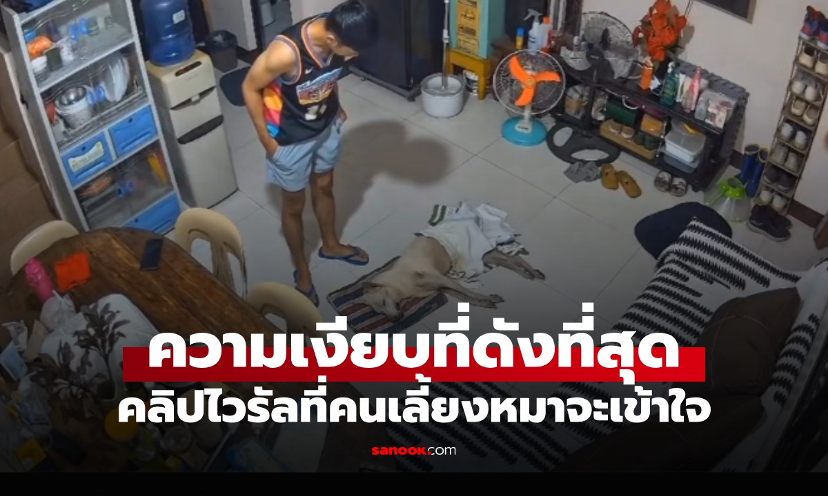 ความเงียบที่ดังที่สุด! คลิปไวรัลเจ้าของยืนดูหมานอน คนเลี้ยงสัตว์เท่านั้นที่จะเข้าใจ