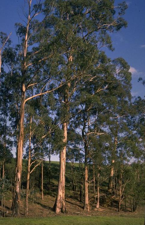 eucalyptus_globulus_subsp._ma