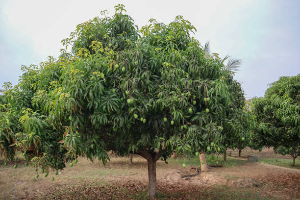 istockphoto-2161873406-612x61