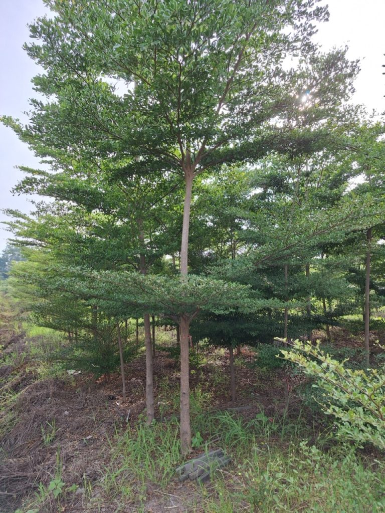 terminalia-ivorensis-thai-tre