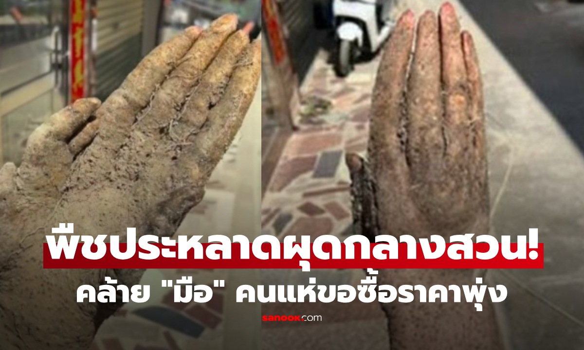ชาวสวนผงะ! ขุดเจอพืชประหลาดเหมือน “มือมนุษย์” คนแห่ขอซื้อจนราคาพุ่ง แต่ไม่ขาย