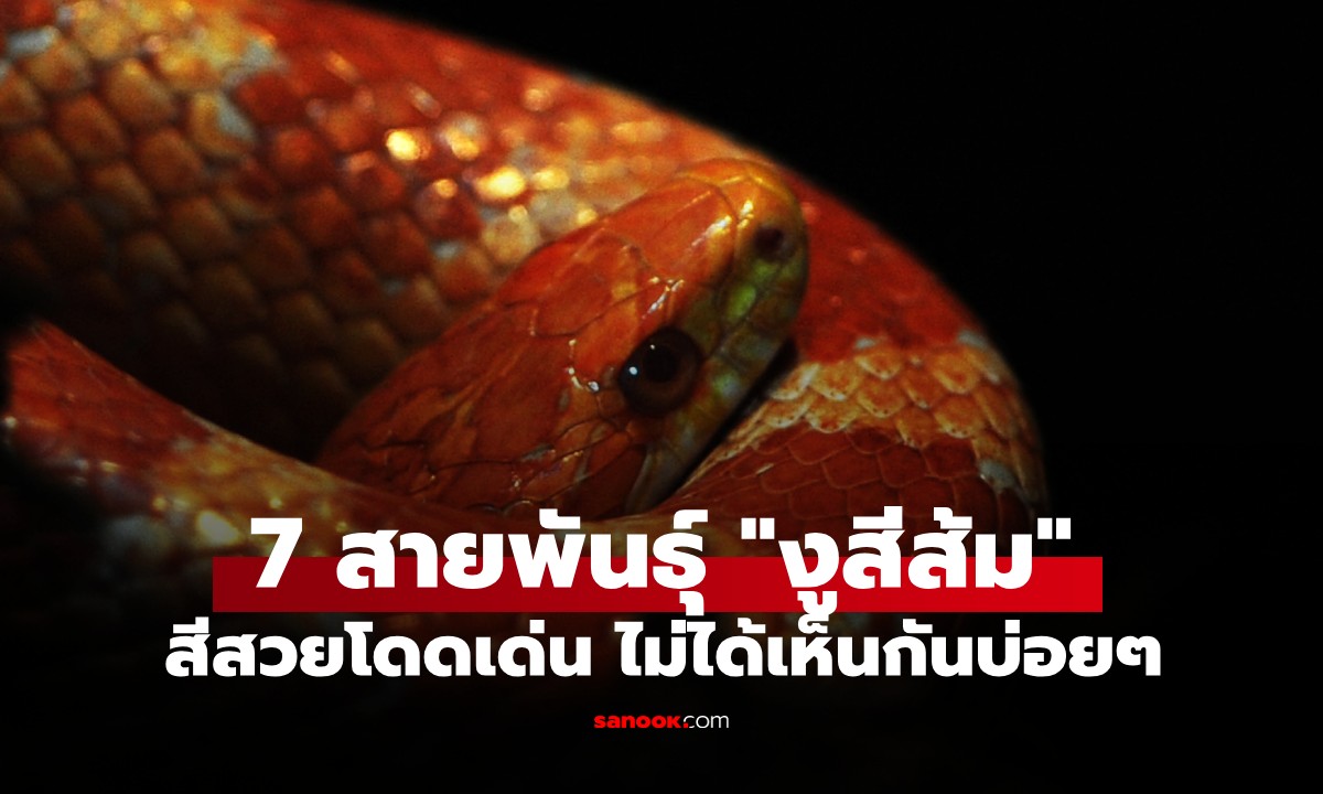 งูส้มมีจริง! 7 สายพันธุ์ "งูสีส้ม" สุดแปลกตา สีสวยโดดเด่น ไม่ได้เห็นกันบ่อยๆ
