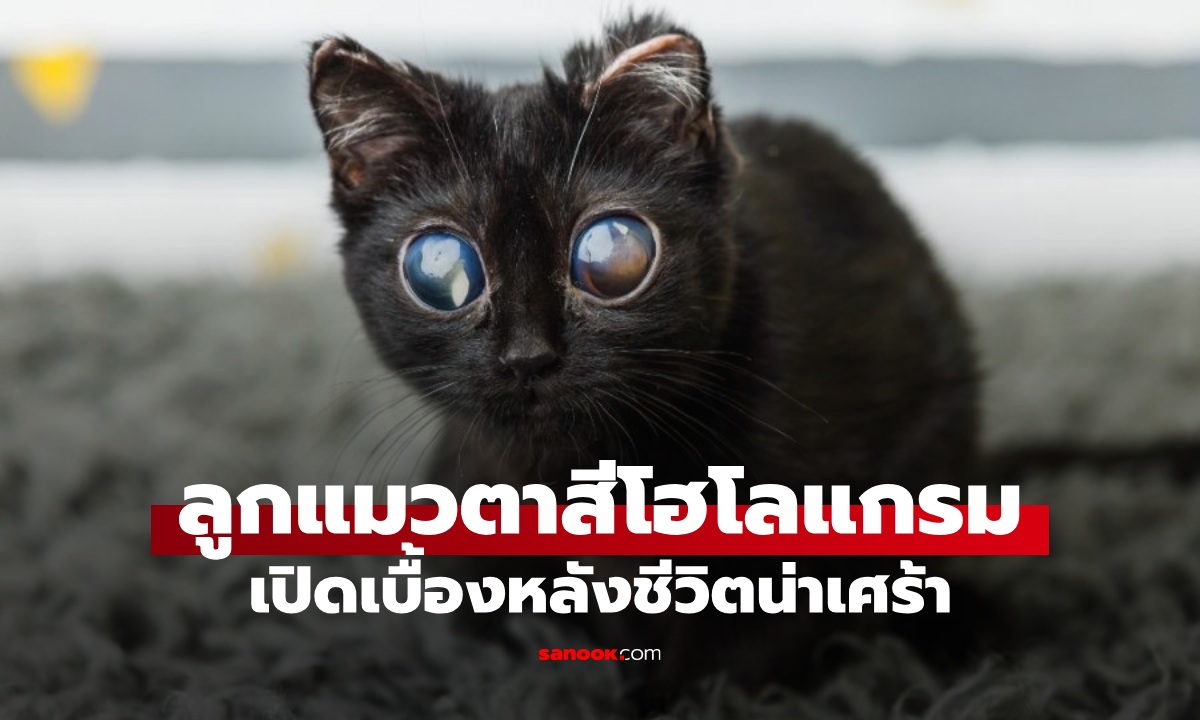 ไวรัลลูกแมวตาโต สีเหลือบรุ้งเหมือนโฮโลแกรม จนนึกว่าภาพ AI เปิดเบื้องหลังสุดเศร้า