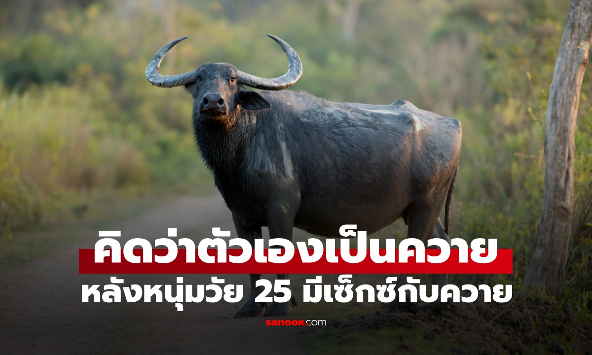 เคสแรกของโลก! หนุ่มมีเซ็กซ์กับ "ควาย" จู่ๆ พฤติกรรมเปลี่ยน คลาน 4 ขา ขอกินหญ้า