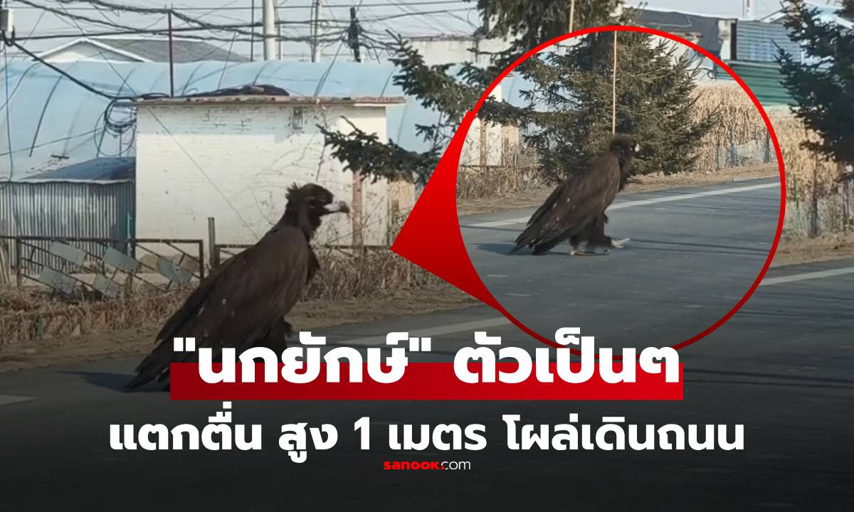 (คลิป) แตกตื่น “นกยักษ์” สูงใหญ่ 1 เมตร เดินข้ามถนน สงสัยตัวจริงหรือ AI เฉลยเหลือเชื่อ!!